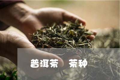 普洱茶 茶种/2023042874025